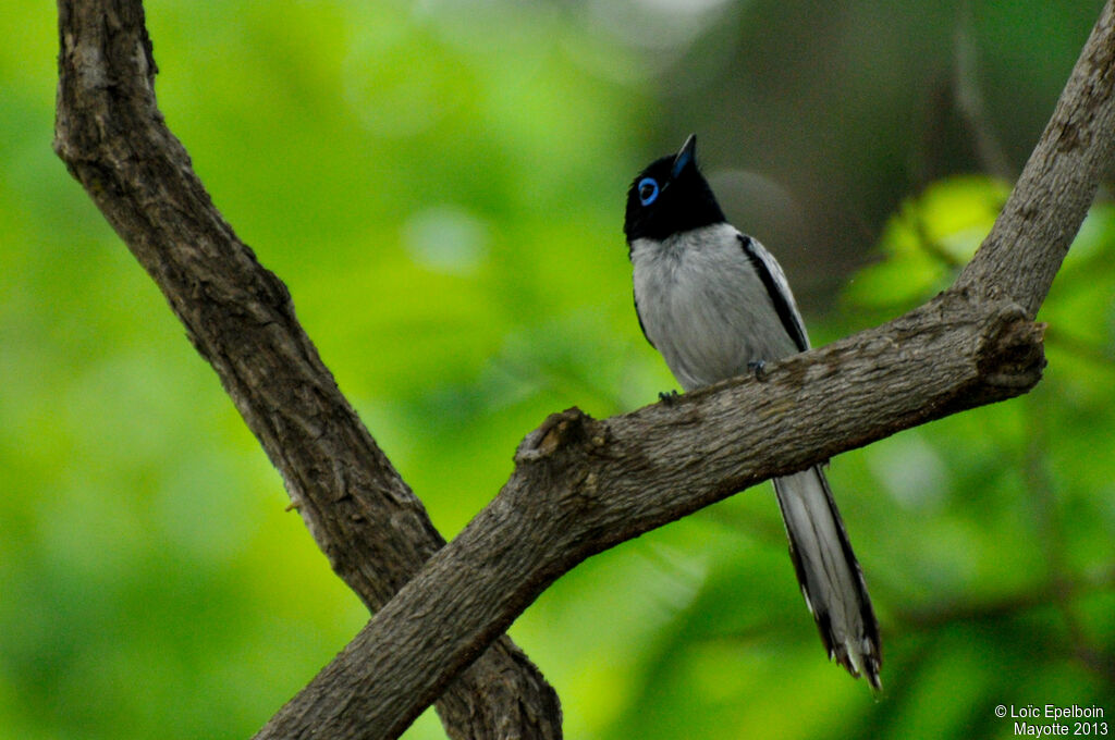 Malagasy Paradise Flycatcher