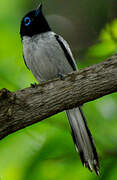 Malagasy Paradise Flycatcher