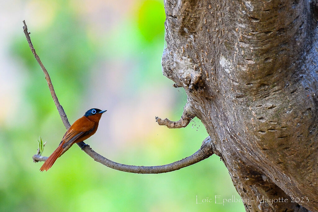 Malagasy Paradise Flycatcher