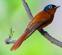 Malagasy Paradise Flycatcher