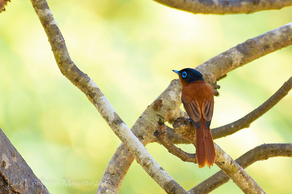 Malagasy Paradise Flycatcher