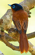 Malagasy Paradise Flycatcher