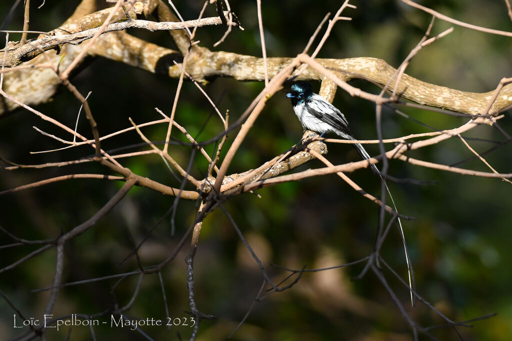 Malagasy Paradise Flycatcher