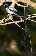 Malagasy Paradise Flycatcher