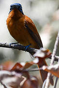 Malagasy Paradise Flycatcher