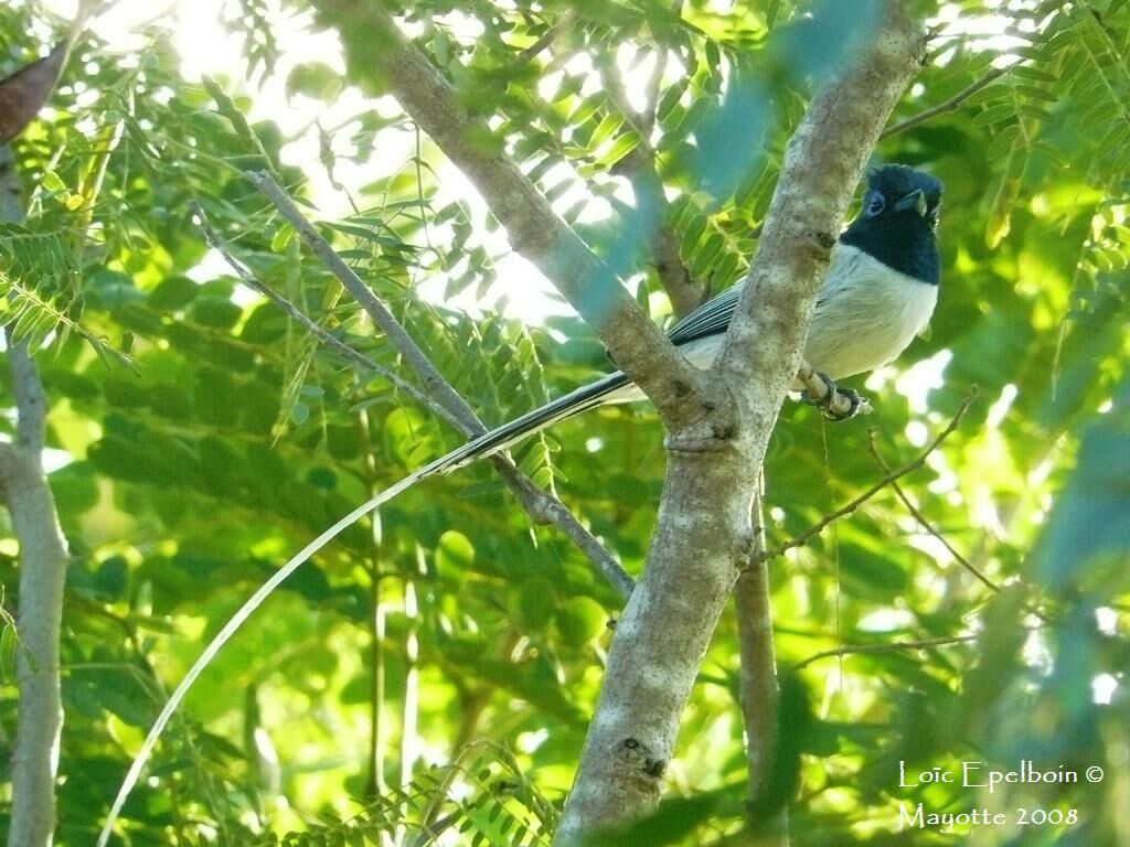 Malagasy Paradise Flycatcher