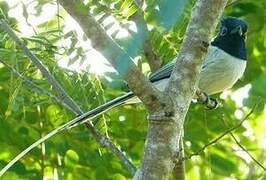 Malagasy Paradise Flycatcher