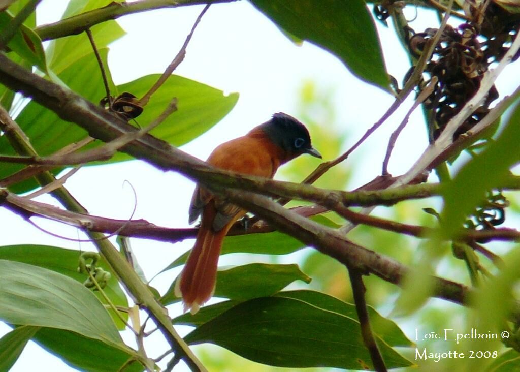 Malagasy Paradise Flycatcher