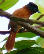 Malagasy Paradise Flycatcher