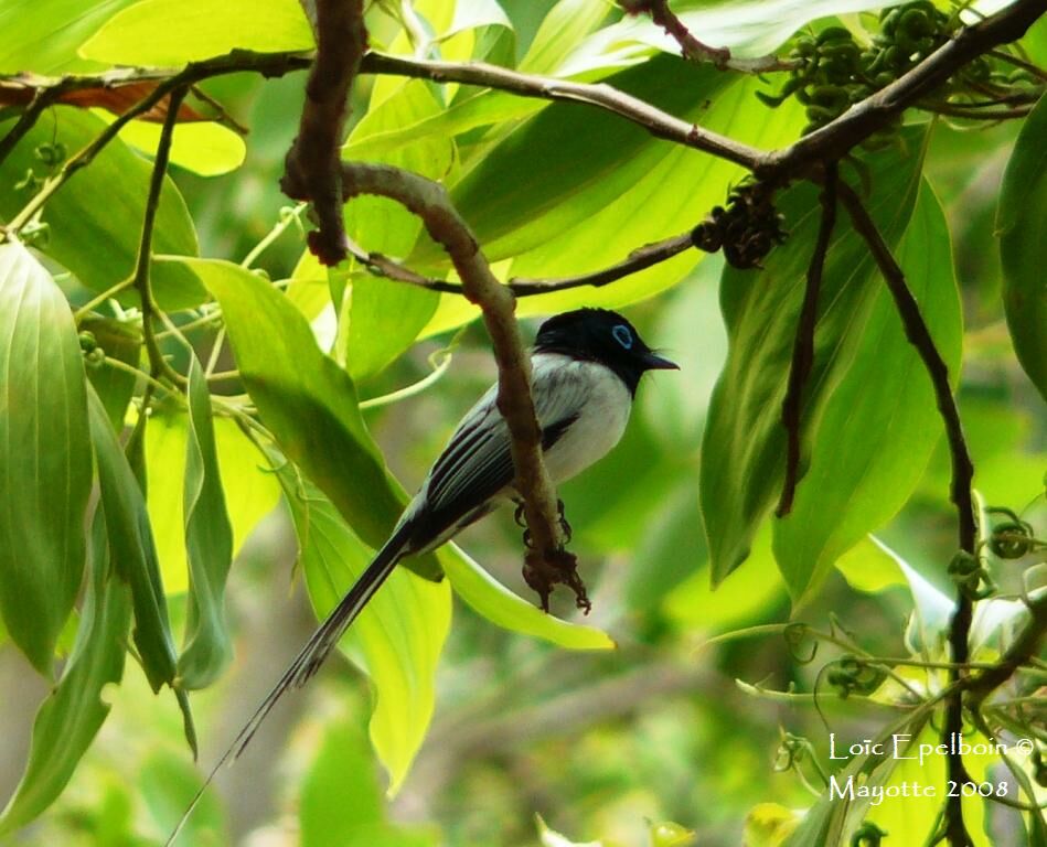 Malagasy Paradise Flycatcher