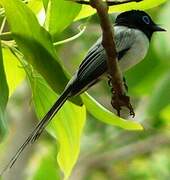 Malagasy Paradise Flycatcher