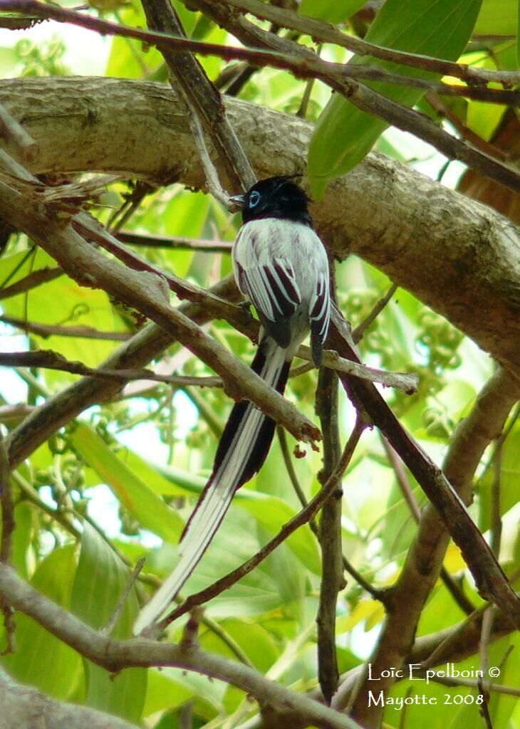 Malagasy Paradise Flycatcher