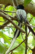 Malagasy Paradise Flycatcher