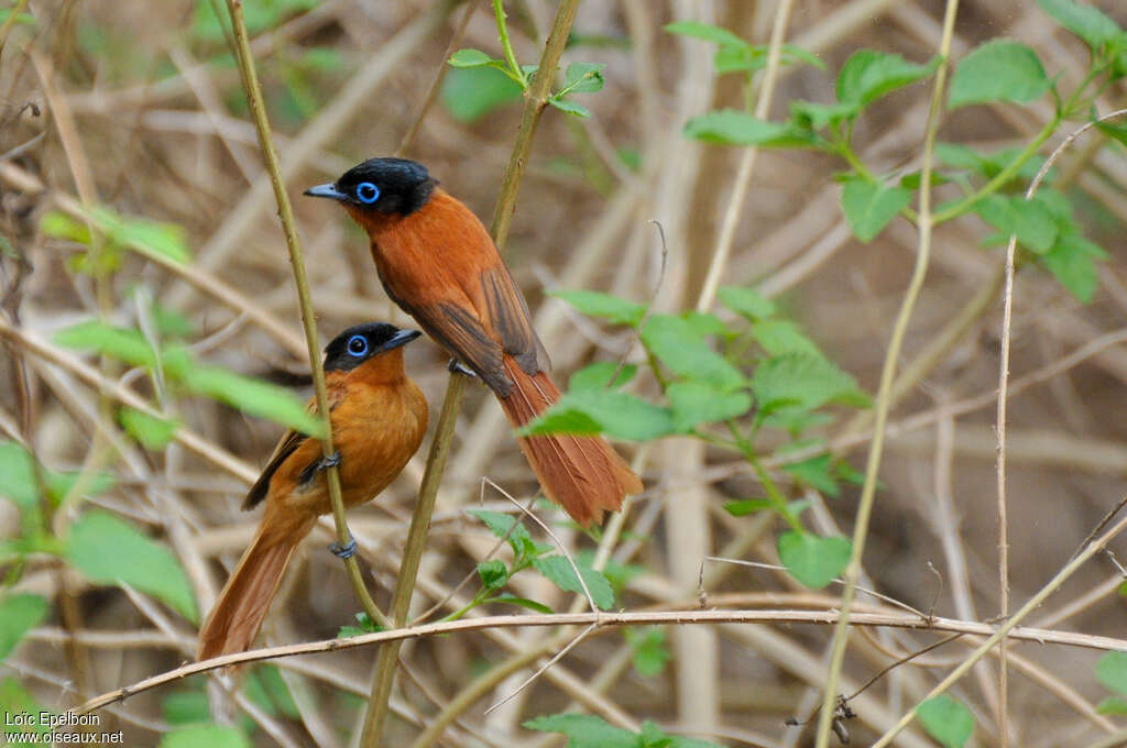 Malagasy Paradise Flycatcher, Reproduction-nesting