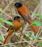 Malagasy Paradise Flycatcher