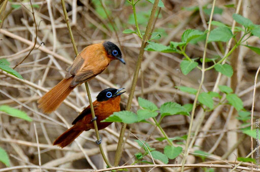 Malagasy Paradise Flycatcher