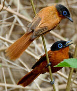 Malagasy Paradise Flycatcher