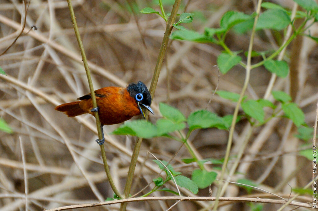 Malagasy Paradise Flycatcher