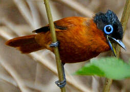 Malagasy Paradise Flycatcher