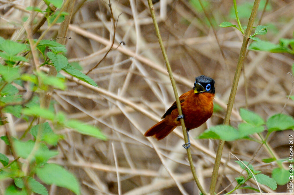 Malagasy Paradise Flycatcher