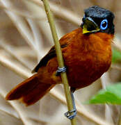 Malagasy Paradise Flycatcher