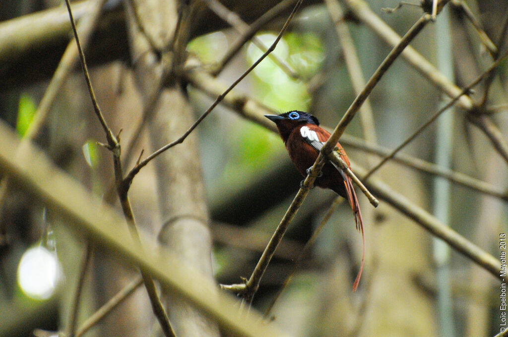 Tchitrec malgache mâle immature