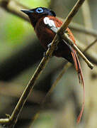 Malagasy Paradise Flycatcher