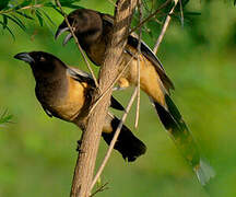 Rufous Treepie