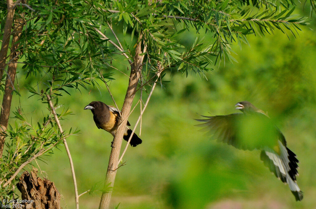 Rufous Treepie