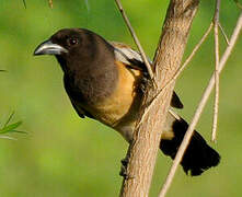 Rufous Treepie