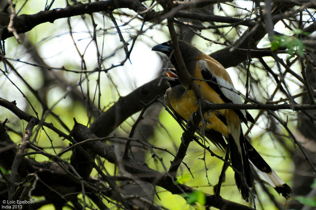 Rufous Treepie