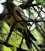 Rufous Treepie