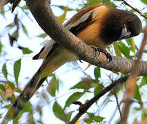 Rufous Treepie