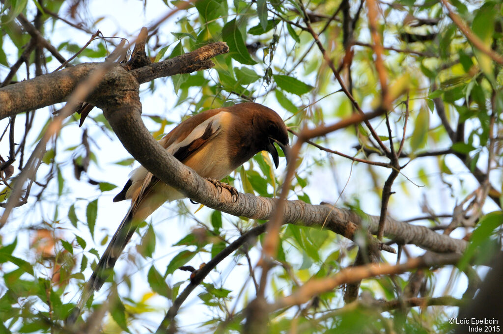 Rufous Treepie