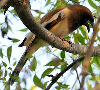 Rufous Treepie