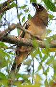 Rufous Treepie