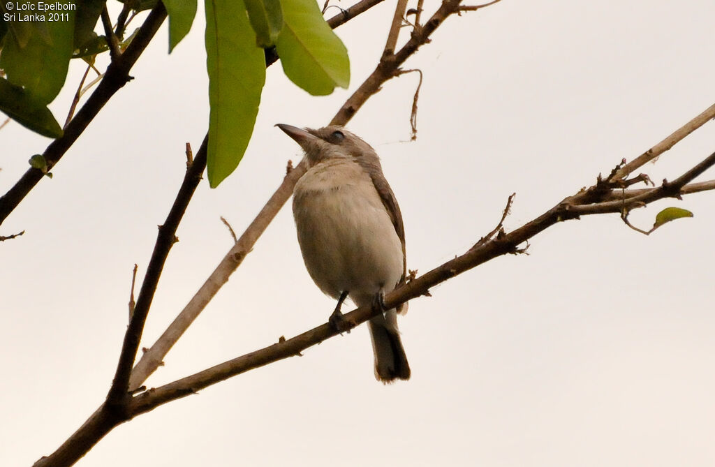 Common Woodshrike