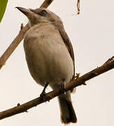 Common Woodshrike