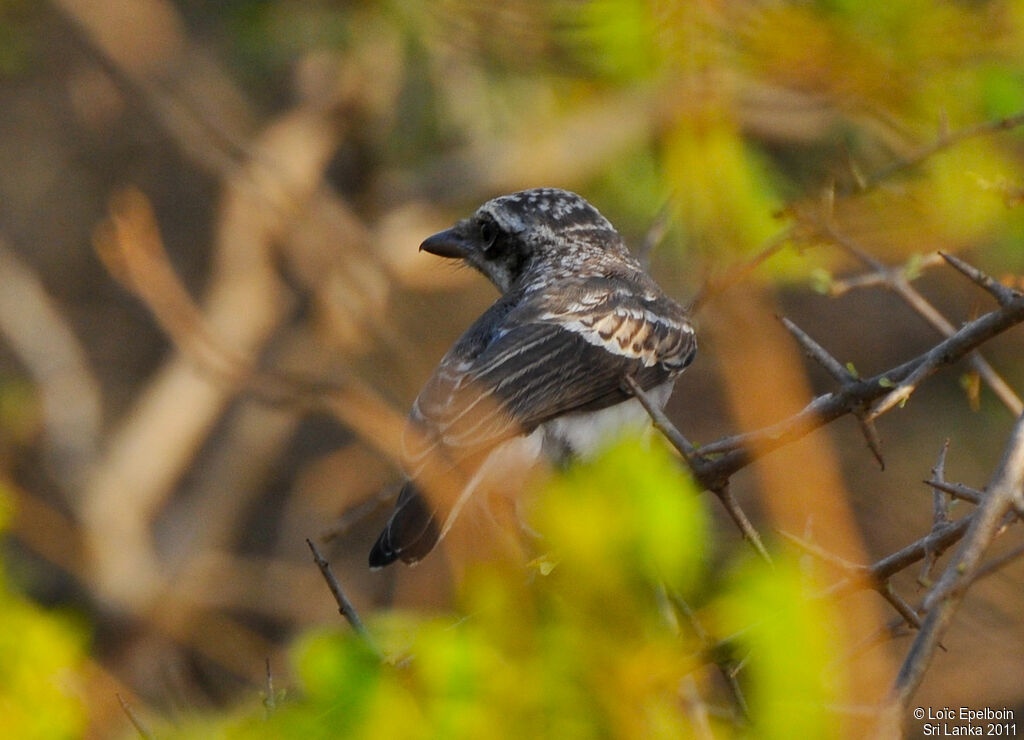 Common Woodshrike