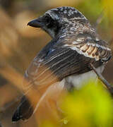 Common Woodshrike