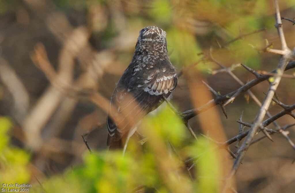 Common Woodshrike