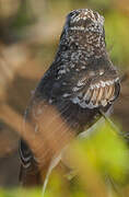 Common Woodshrike