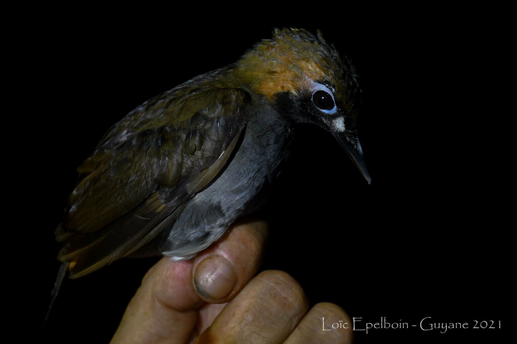 Black-faced Antthrush