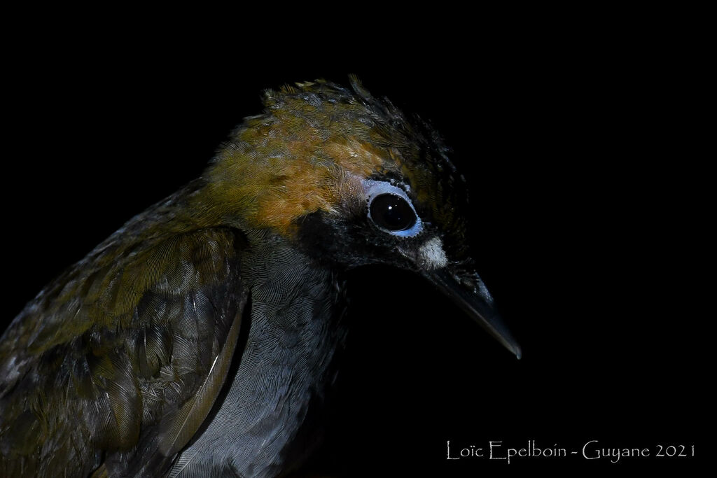 Black-faced Antthrush