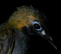 Black-faced Antthrush