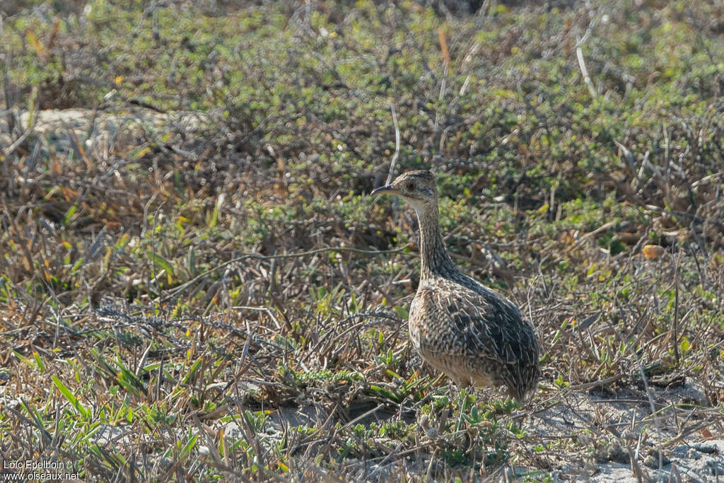 Tinamou tacheté, identification