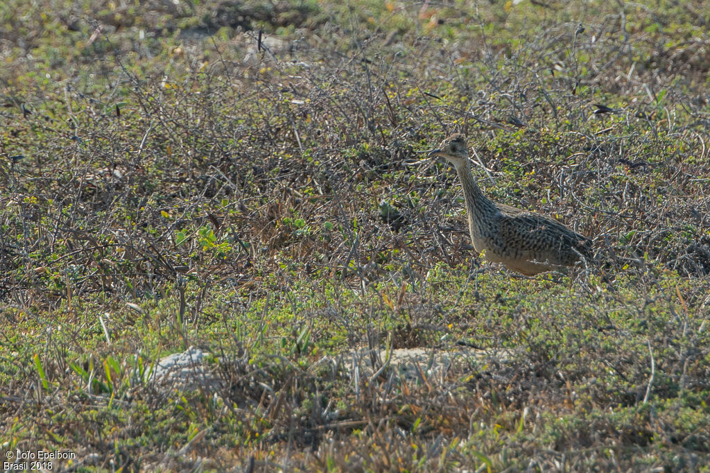 Tinamou tacheté