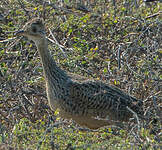 Tinamou tacheté