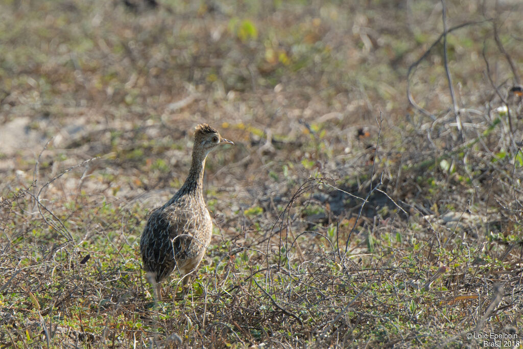 Tinamou tacheté