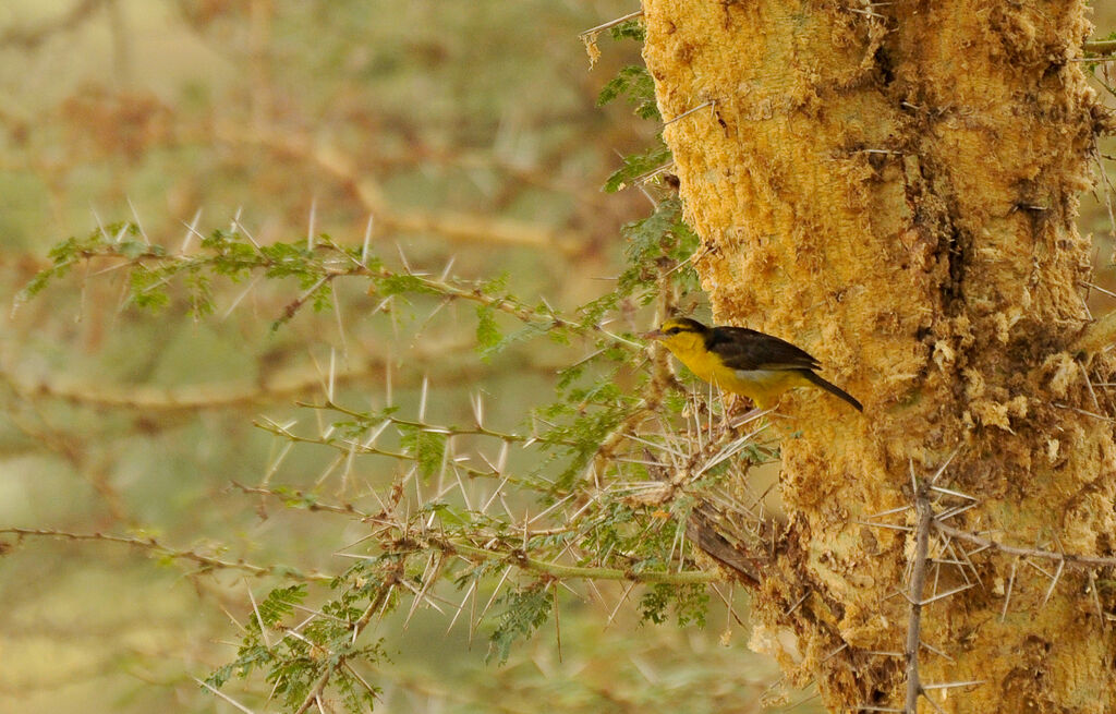 Tisserin à cou noirimmature